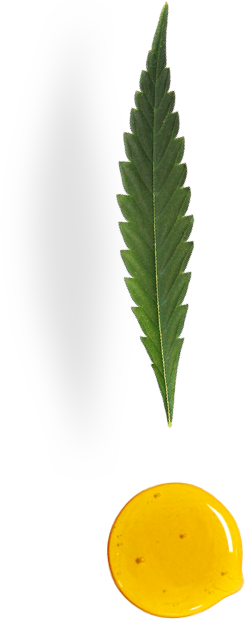 Cbd hemp oil with a leaf