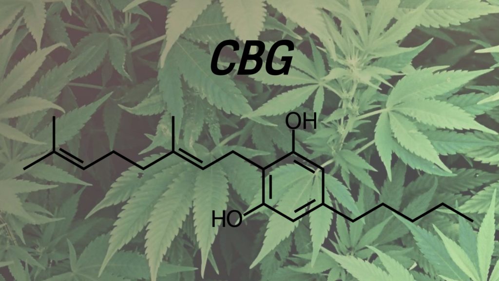 Learn everything about cannabigerol CBG. Properties and information. Against cancer?