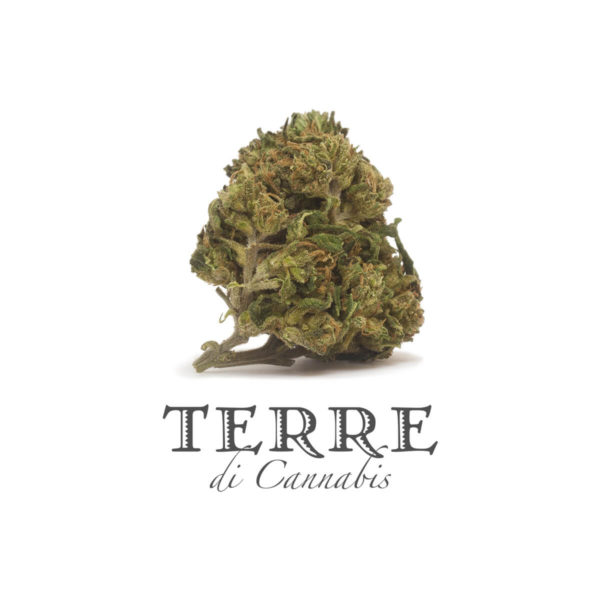 Cannabis flower Hemp bud of Terre Di Cannabis Perla with 20% CBD