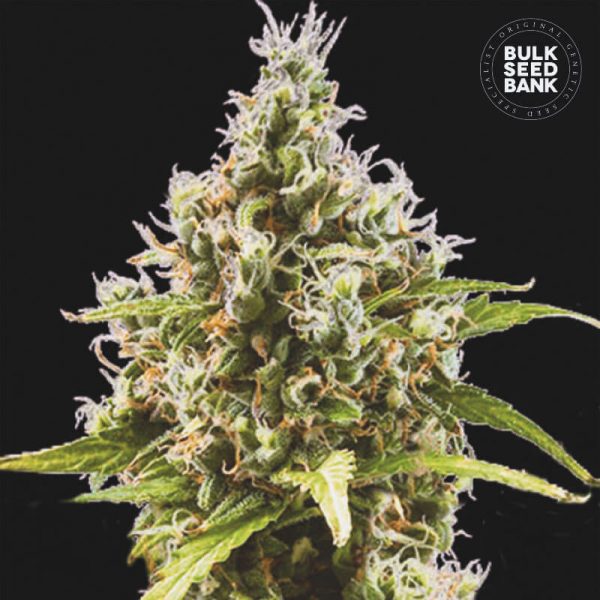 Image of the Cannabis plant derived from feminized Seeds of the autoflowering variety AUTO AMNESIA HAZE