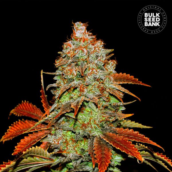 Photo of cannabis plant, derived from cannabis seeds of BUBBLEGUM EXTRA variety.