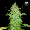Φωτογραφία φυτού κάνναβης με CBD και THC