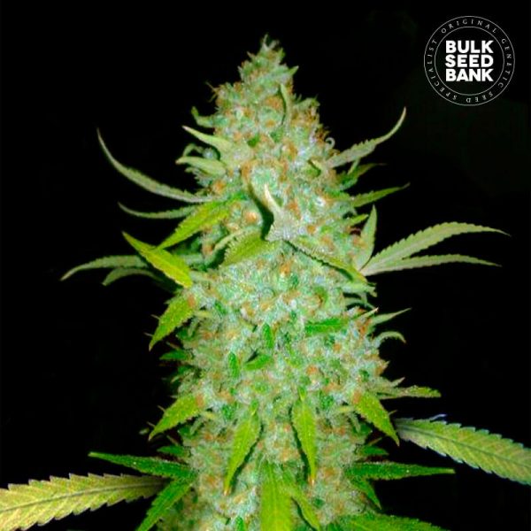 Image of the cannabis plant from BULK SEED BANK Seeds with CBD and THC.
