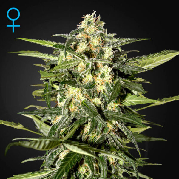 Green House Seeds | Autoflowering Cannabis Seeds - Jack Herer Auto – pic 1 - 3pcs
