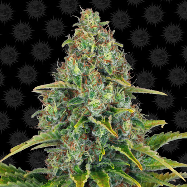 Barneys Farm | Blueberry Cheese Auto – 3pcs bud cannabis flower