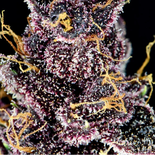 Fast Buds | Autoflowering Cannabis Seeds - Purple Lemonade Auto – photo - 2 - 3pcs