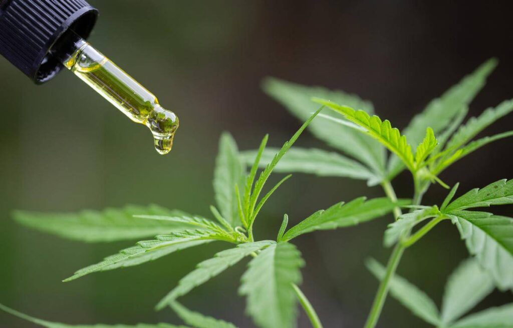Cannabid oil dropper with CBD (cannabidiol), cannabis leaves in the background