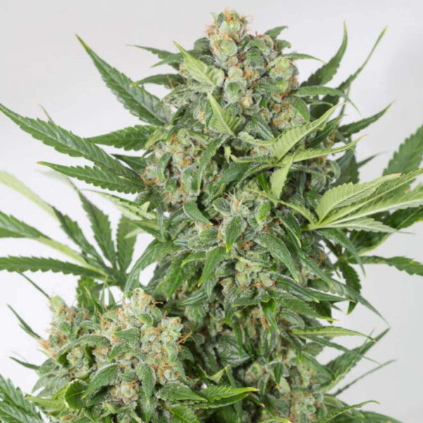 Dinafem | Autoflowering Cannabis Seeds - Amnesia XXL Auto -  pic2 - 3pcs