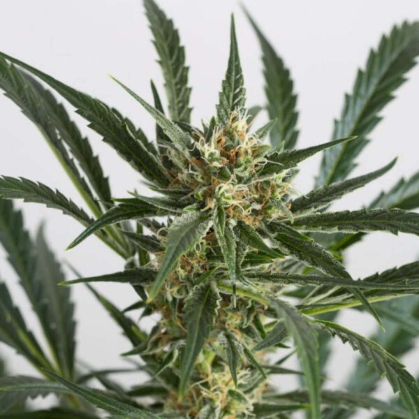 Dinafem | Autoflowering Cannabis Seeds - Amnesia XXL Auto - pic1