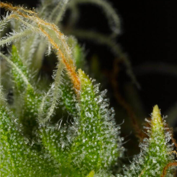 Dinafem | Autoflowering Cannabis Seeds - White Widow XXL Auto – flower pic2