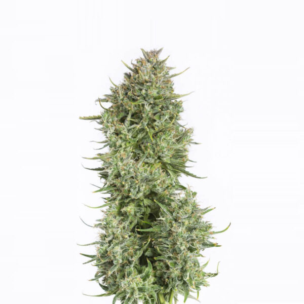 Dinafem | Autoflowering Cannabis Seeds - Blue Kush Auto – pic - 2