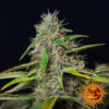 Barneys Farm | Αυτόματοι Σπόροι Κάνναβης - Purple Punch Auto – κοντινή φωτογραφία ανθού