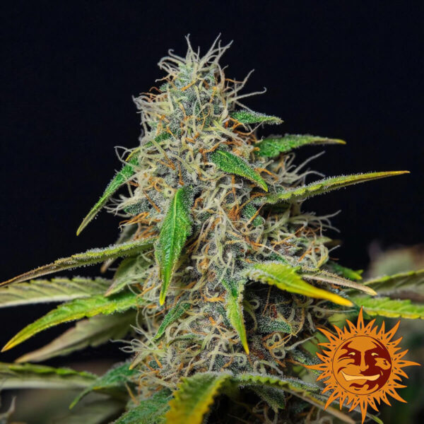 Barneys Farm | Autoflowering Cannabis Seeds - Purple Punch Auto – photo - 3pcs