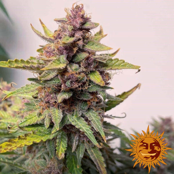 Barneys Farm | Autoflowering Cannabis Seeds - Purple Punch Auto – photo - 2