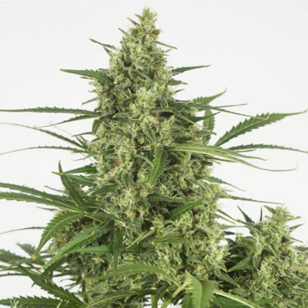 Dinafem | Autoflowering Cannabis Seeds - Critical +2.0 Auto – plant photo2