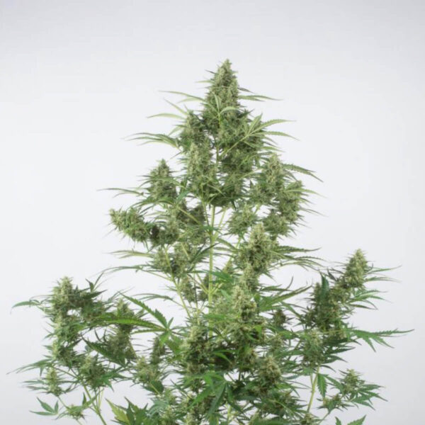 Dinafem | Autoflowering Cannabis Seeds - Critical +2.0 Auto – plant pic - 1