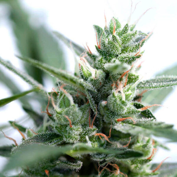 Buddha Seeds | Autoflowering Cannabis Seeds – Calamity Jane Auto – 3pcs - buds photo - 2