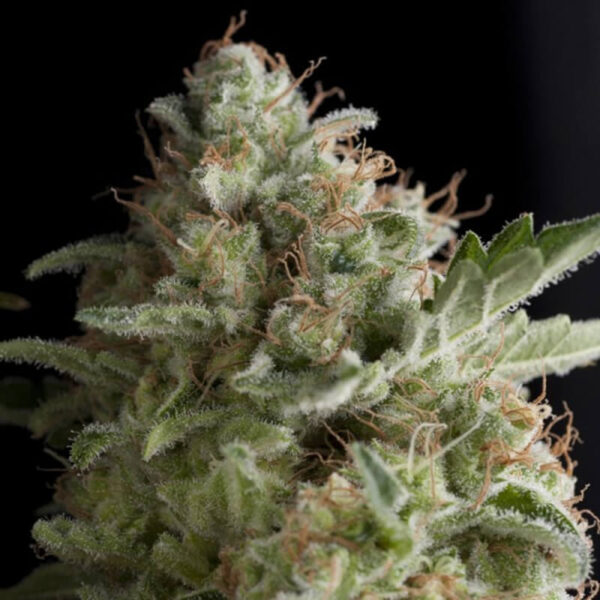 Pyramid Seeds | Feminized Cannabis Seeds – American Pie – 3pcs - plant photo - 2
