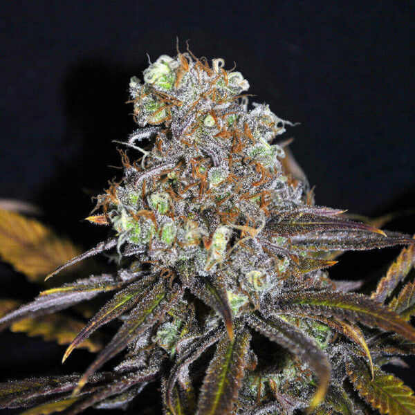 Pyramid Seeds | Feminized Cannabis Seeds – Galaxy – 3pcs - bud photo - 2