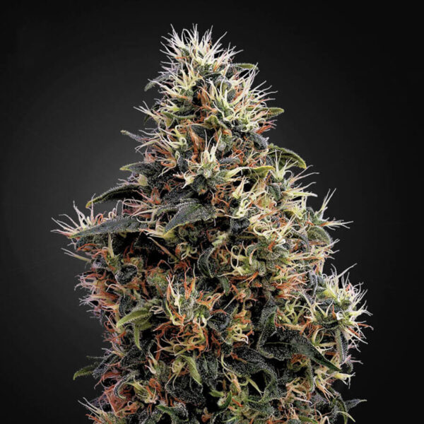 Green House Seeds | Autoflowering Cannabis Seeds – Sweet Mango Auto – 3pcs - buds photo