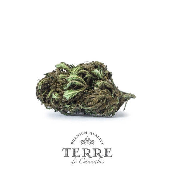 Terre Di Cannabis Briosa CBG - 2gr. - photography of the bud - 3