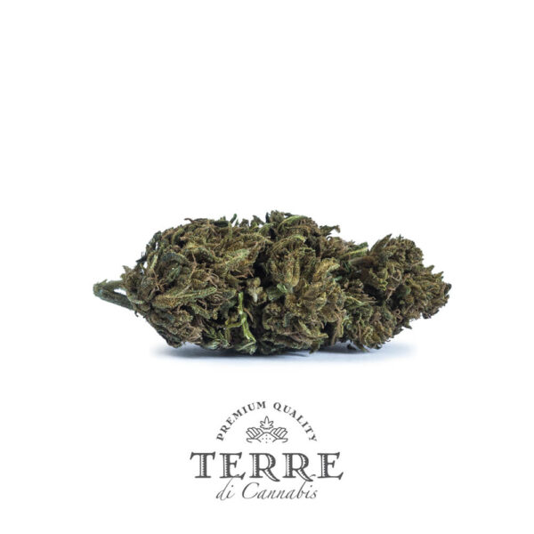 Terre Di Cannabis Diva - 2γρ. - κοντινή φωτογραφία ανθού