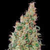 Green House Seeds | Autoflowering Cannabis Seeds – Green O Matic Auto – 3pcs - buds photo - 2
