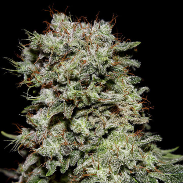 Green House Seeds | Autoflowering Cannabis Seeds – Kalashnikova Auto – 3pcs - plant photo -2