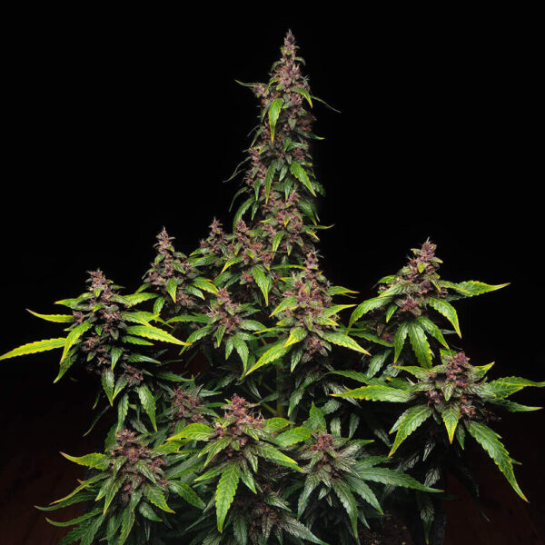 Buddha Seeds | Autoflowering Cannabis Seeds – Purple Kush Auto – 3pcs - buds photo