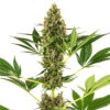Sensi Seeds #219 Σπόροι Κάνναβης [Kush x Hindu Kush Auto] - φωτογραφία ανθών - 2