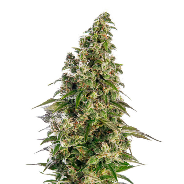 Sensi Seeds | Autoflowering Cannabis Seeds – Afgani Auto – 3pcs - bud photo - 3