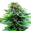 Sensi Seeds | Αυτόματοι Σπόροι Κάνναβης – Northern Lights Auto – 3τεμ - φωτογραφία ανθού - 2