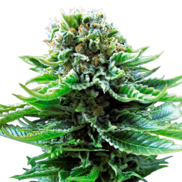 Sensi Seeds | Autoflowering Cannabis Seeds – Northern Lights Auto – 3pcs - bud photo - 2