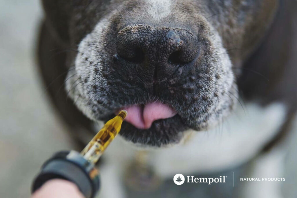 Dog taking CBD cannabidiol with a dropper. Enecta CBD OIL