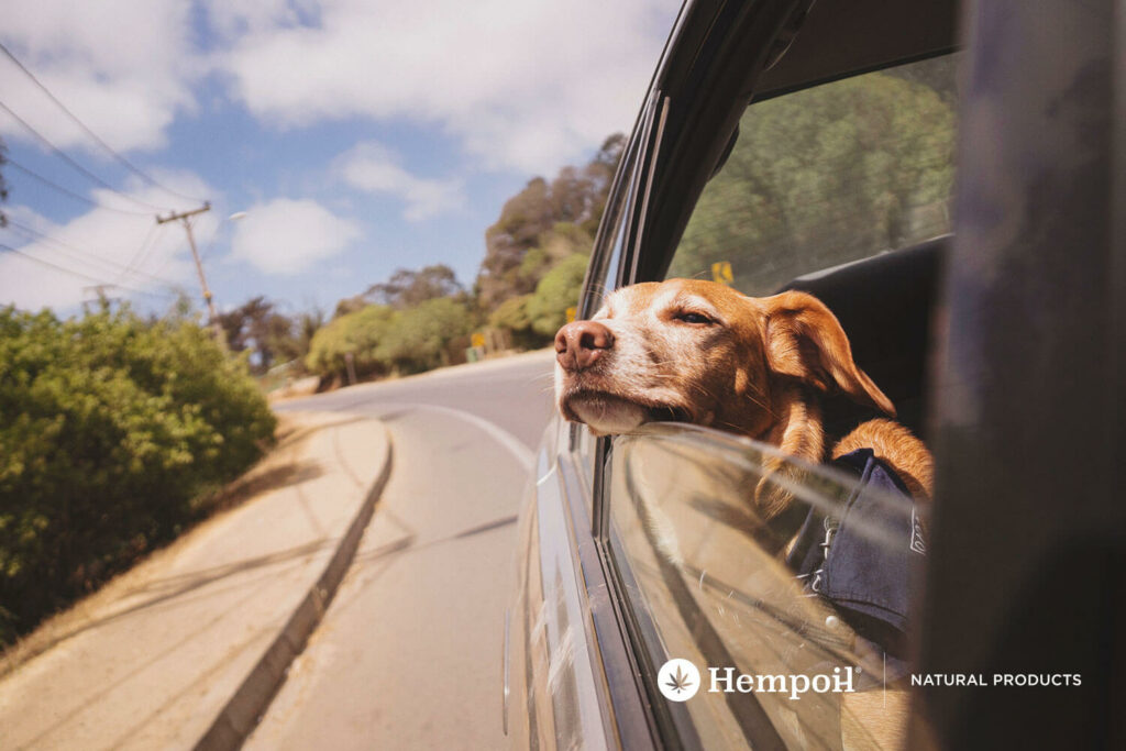 Σκύλος σε αυτοκίνητο ταξιδεύει για διακοπές.