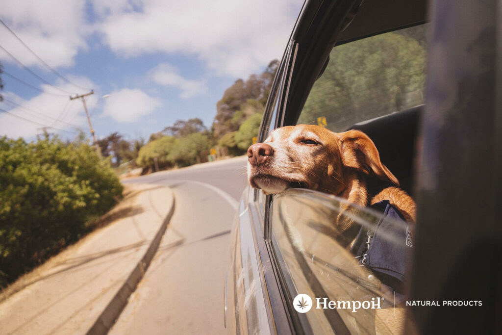 Dog in a car having vacation.