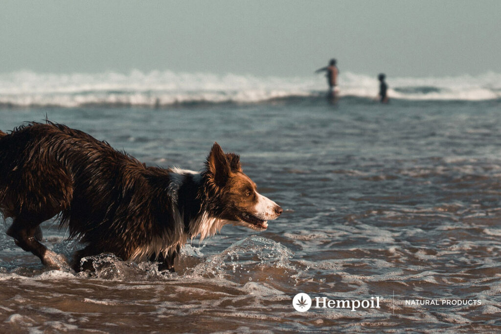 Σκύλος παίζει στην θάλασσα σε διακοπές καλοκαίρι.