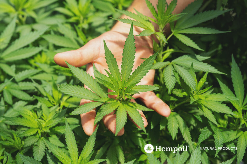  A plant from a medical cannabis grow CBD / CBG