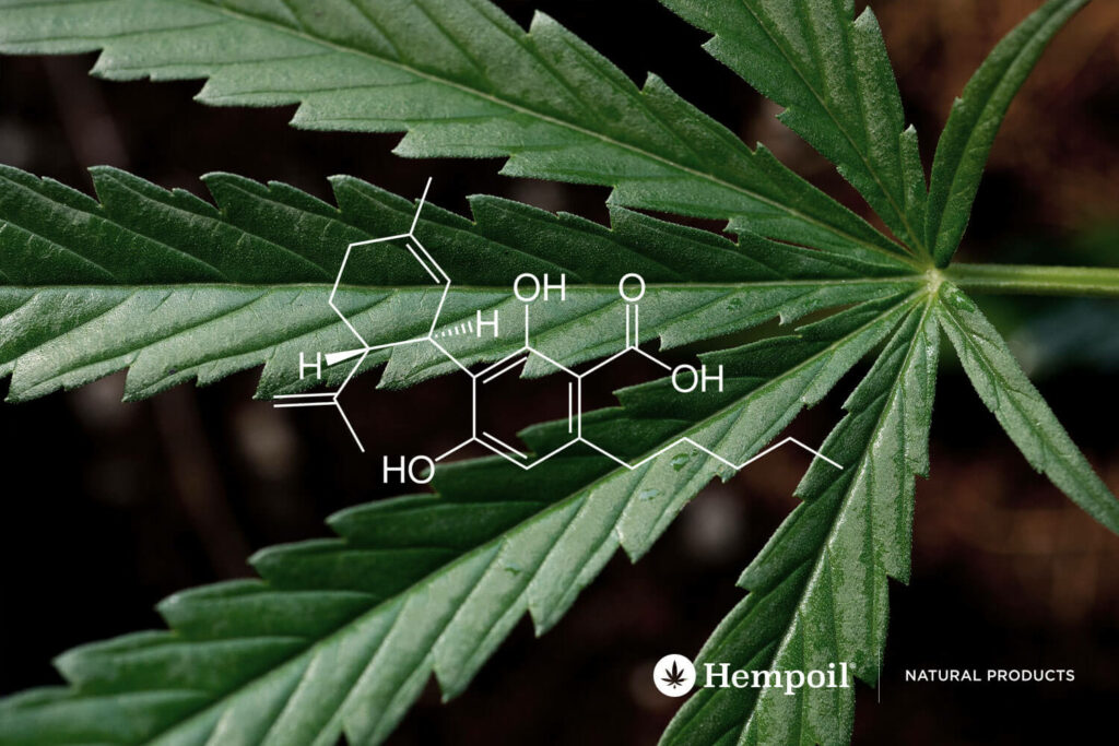 Read the benefits and properties of CBDa (Cannabidiol acid)